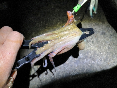 夜のオクトパッシング