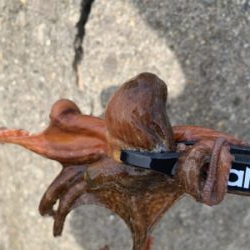 タコ、プチ爆！