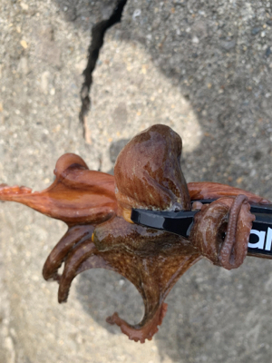 タコ、プチ爆！