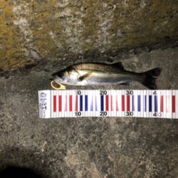 久しぶりの釣行