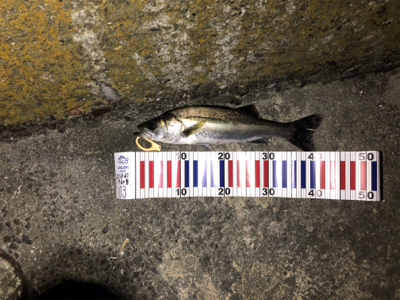 久しぶりの釣行