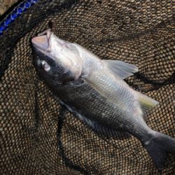 夕方のうなぎ釣り