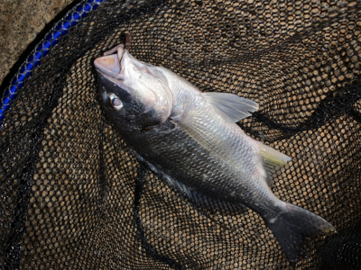 夕方のうなぎ釣り