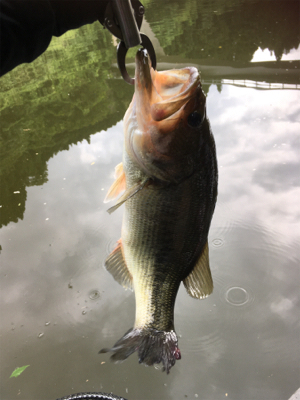 スピナベサイト