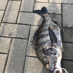 ポツリポツリとアタリが有りました