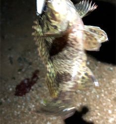 相変わらずガシラ