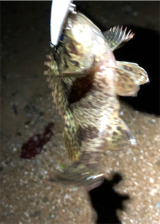 相変わらずガシラ