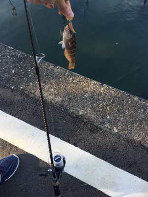 外道の方が大きいパターン