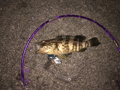 夜釣りで大物狙い