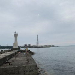 まだいた！イカ