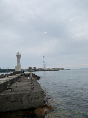 まだいた！イカ