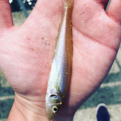 キスがいました！