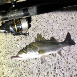 ナイトシーバス