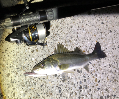 ナイトシーバス