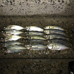 魚の活性が最高潮の夜