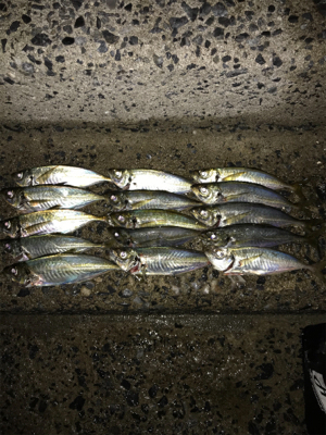 魚の活性が最高潮の夜