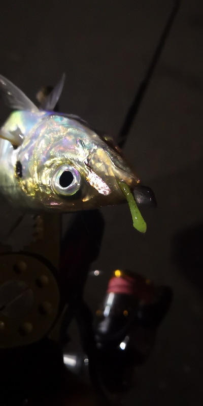 アジング練習 153