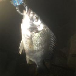 前回と同じポイントでキビレ