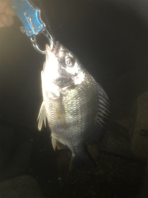 前回と同じポイントでキビレ