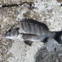 久し振りのフカセ