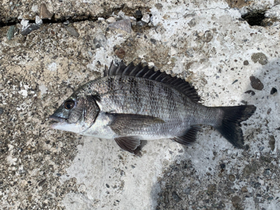 久し振りのフカセ