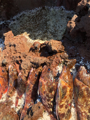 爆釣ガシラの切浜地磯