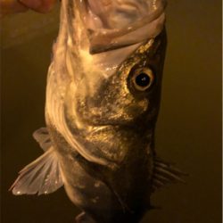 リバーシーバス！