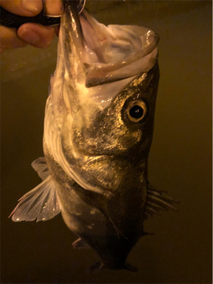 リバーシーバス！