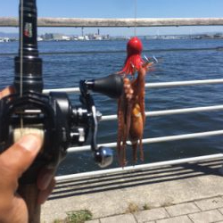 新子マダコ数釣り9杯♪