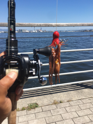 新子マダコ数釣り9杯♪