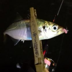 アジング 練習 154