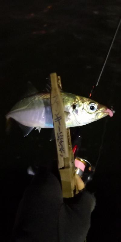 アジング 練習 154