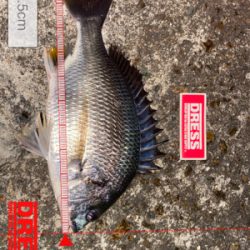 キビレからの〜まさかのランカーw