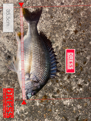 キビレからの〜まさかのランカーw