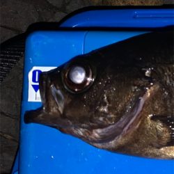 新月大潮メバリング