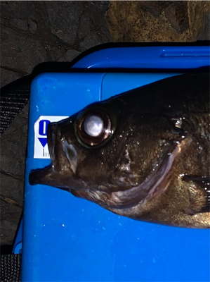 新月大潮メバリング