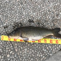 武庫川のヌシ！？