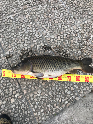 武庫川のヌシ！？