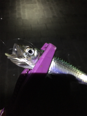 大阪湾奥アジング