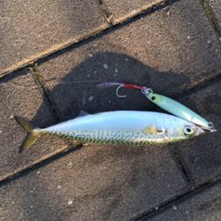 LSJ朝練するも。。相変わらず小サバ。。。