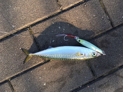 LSJ朝練するも。。相変わらず小サバ。。。