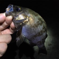 梅雨メバル釣れてます
