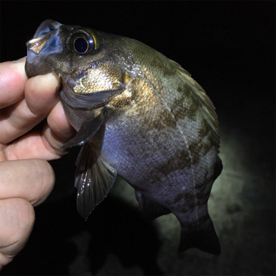 梅雨メバル釣れてます