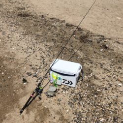 ピンギスならぬ豆ギスまつり