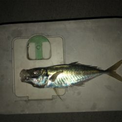 ジグパラマイクロスイム強し(笑)