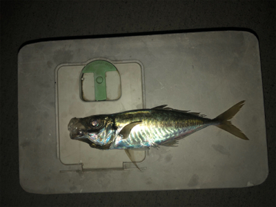 ジグパラマイクロスイム強し(笑)