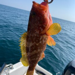 マイボートでジギング、イカメタル釣行