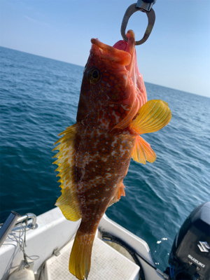 マイボートでジギング、イカメタル釣行