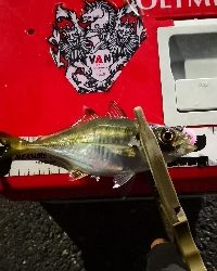 アジング練習155