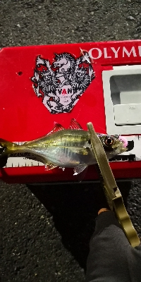 アジング練習155